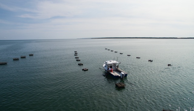 Shellfish farmer checking/ flipping floating oyster cages